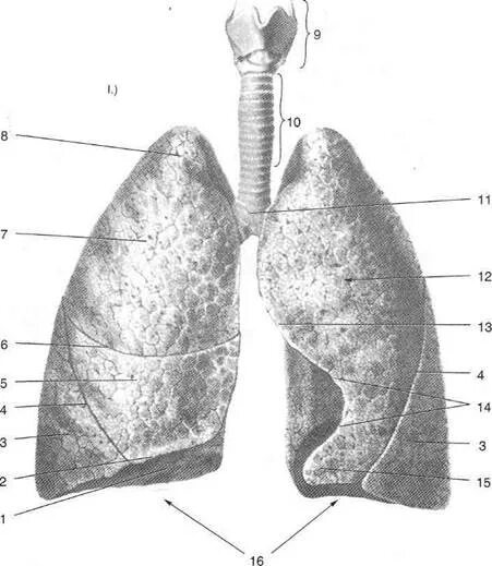 Лёгкие поверхности. Поверхности и доли легких. Поверхности легкого анатомия. Доли легкого топография. Поверхность легких образована