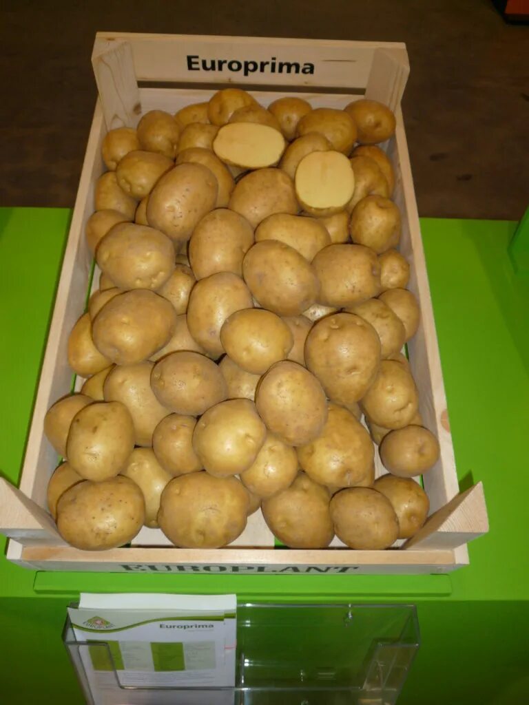 Купить картофель в воронежской. Семенная картошка. Семенной картофель в Ашане. Картофель семенной Воронеж. Сертифицированный семенной картофель.