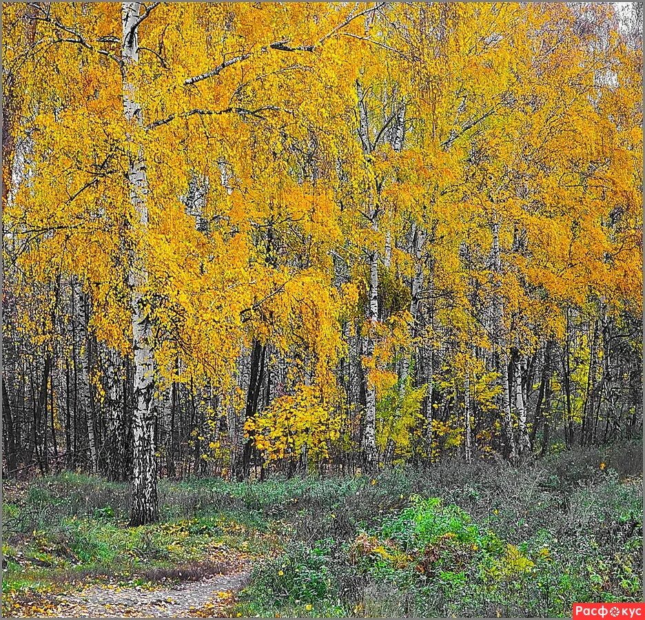 осенняя березка. березова роща золотая осень. родное стих меж. средь берез.
