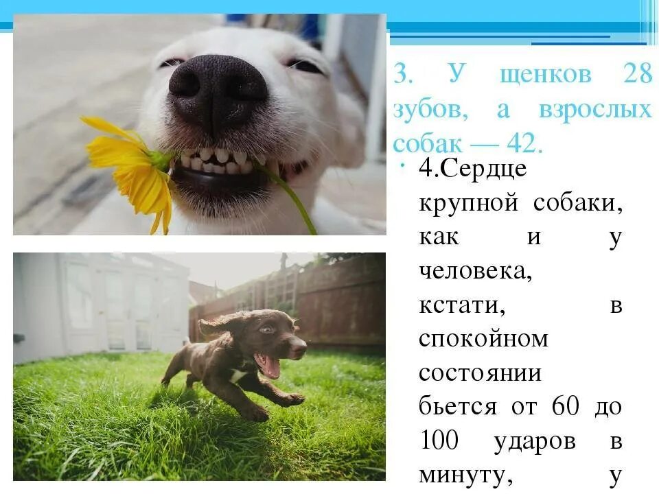 интересные факты о кошках. научные факты о кошках и собаках. факты о щенках. интересные факты о кошках и собаках. интересные факты из жизни собак.