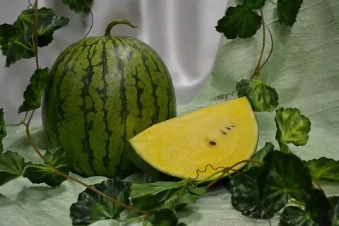 Как выводят желтый арбуз