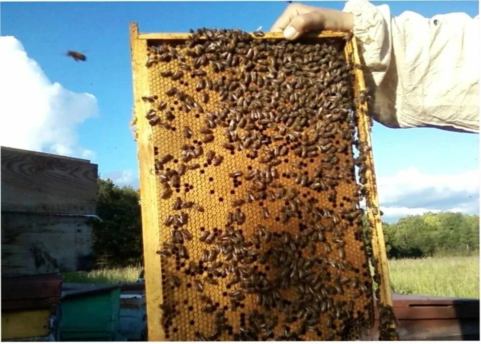 Пчелопакеты,пчелосемьи Карника. Пчелопакеты Карника. Пчелопакеты Карпатка. Пчелопакеты Карпатской породы. Авито пчелопакеты краснодарский край