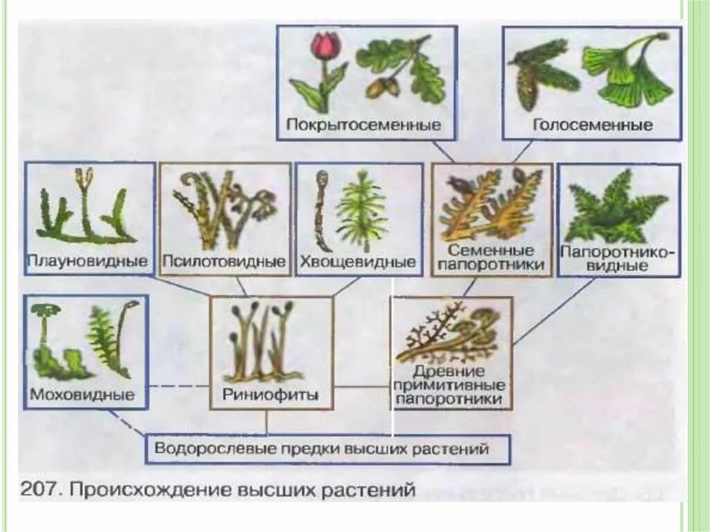 Какова роль человека в эволюции растительного. Схема происхождения высших растений 5. Схема развития споровых растений. Происхождение высших споровых растений. Эволюция споровых растений схема.