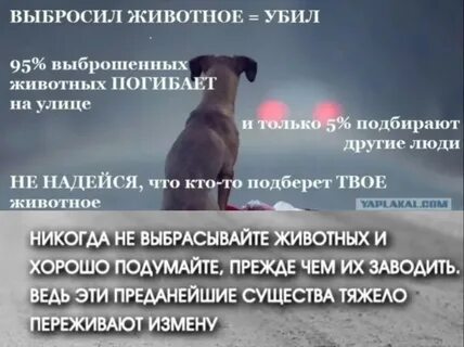Замените слово питомцев