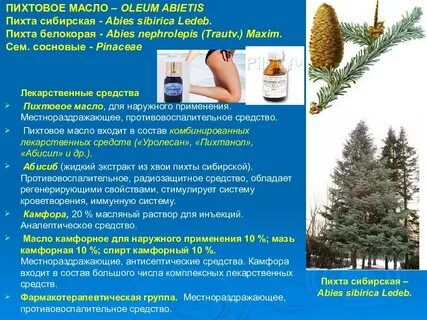 Масло пихты для чего