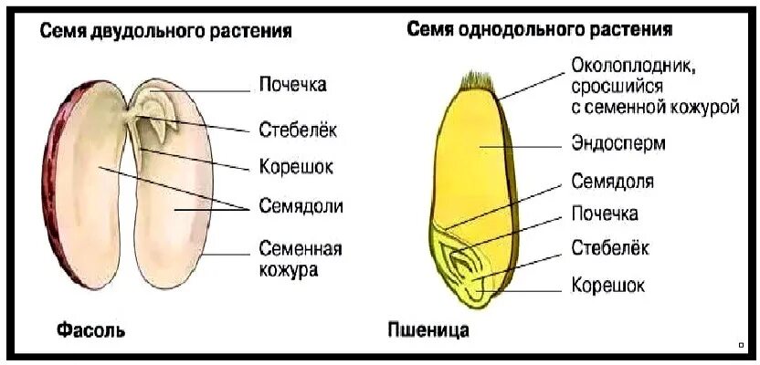 Какую функцию выполняет семена кожура. Строение семени однодольных и двудольных. Строение семян однодольных и двудольных растений. Строение семени цветковых растений. Строение семян однодольных и двудольных растений 6 класс.