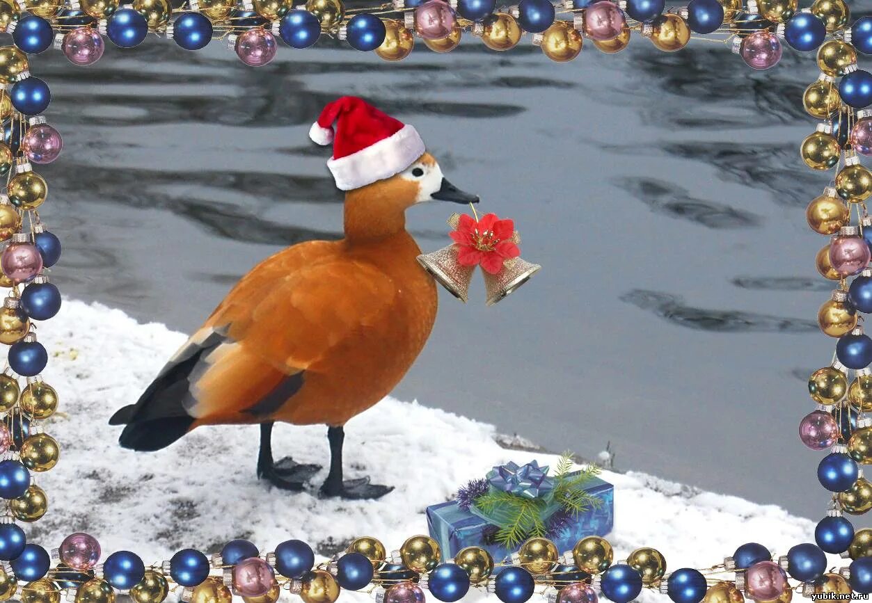 год утки. гусь на рождество. марки зимбабве фауна. запеченный гусь. жареный гусь с яблоками.