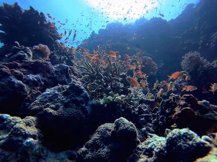 The coral
