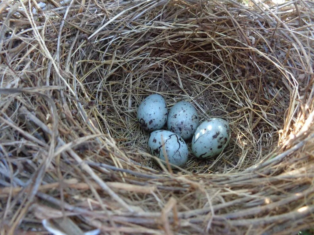 Яйца скворцов фото. Яйца скворца. Nesting технология. Code Nesting. Sparrow and chick Nest.