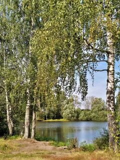 Березки кольцово