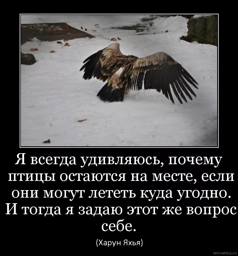 Я всегда удивляюсь почему птицы. Я всегда удивляюсь почему птицы остаются на месте если. Зачем птицам летать. Почему птицы способны летать.