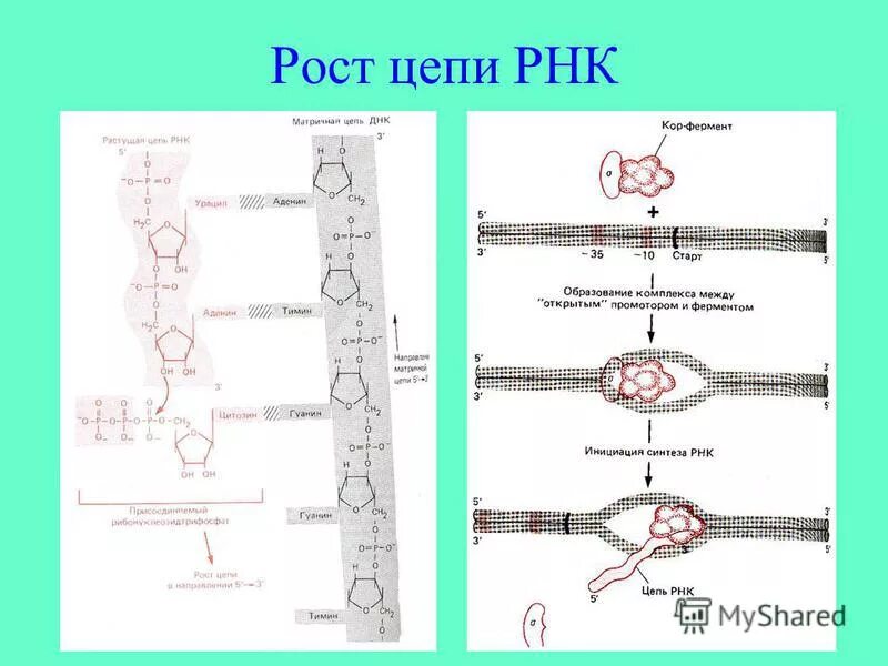 Матричная цепь рнк