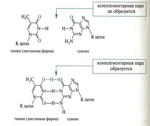 Гуанин комплементарные основания. Тимин и гуанин комплементарная пара. Комплементарная пара гуанин цитозин. Ксантин Тимин.