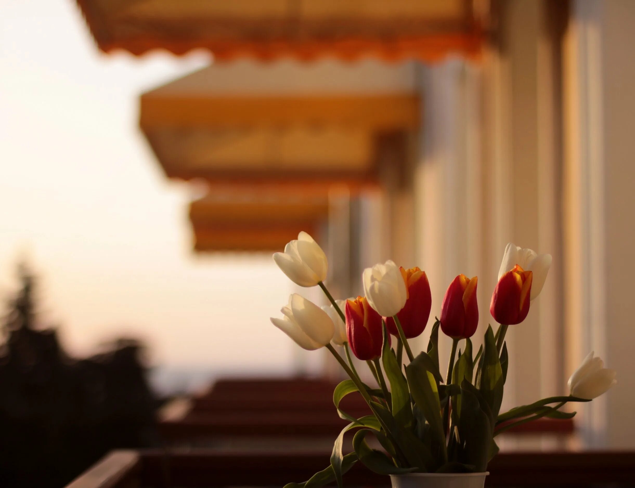 Тюльпаны на окне. Тюльпаны на балконе. Тюльпаны на подоконнике зимой. Тюльпаны на закате.