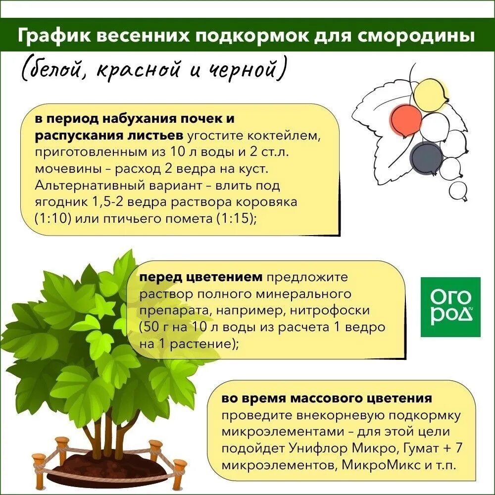 Смородина удобрения схема. Схема подкормки чёрной смородины. Внекорневые подкормки деревьев и кустарников. Удобрения для растений. Приготовление подкормку для подкормки комнатных растений