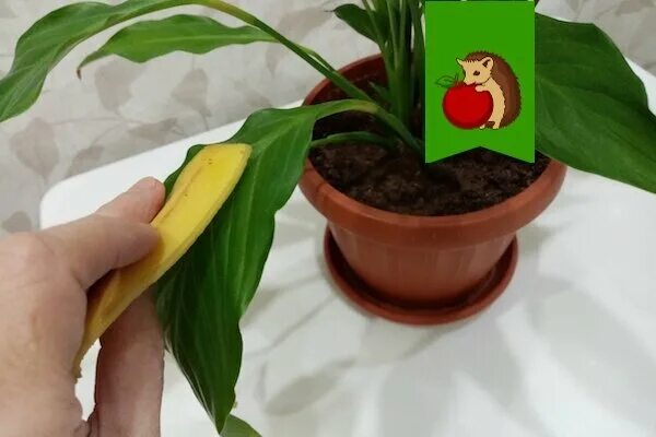 Удобрение из банановой кожуры для комнатных растений. Бананы для полива цветов. Бананы для полива цветов. Банановый настой для полива комнатных цветов. Бананы для полива цветов.