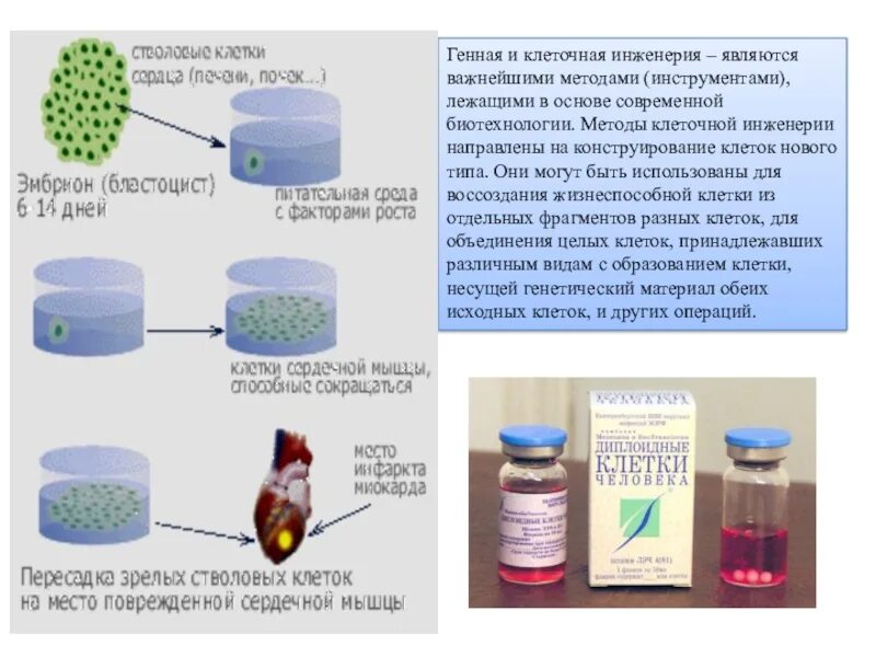 Клеточная биотехнология методы. Биотехнология генная и клеточная инженерия. Генная инженерия в биотехнологии. Методы Биотех. Методы биотехнологии.