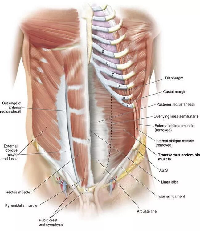 Передняя брюшная стенка мышцы анатомия. Мышцы живота передняя брюшная стенка. Мышцы передней брюшной стенки живота анатомия. Linea semilunaris анатомия. Толстая брюшная стенка