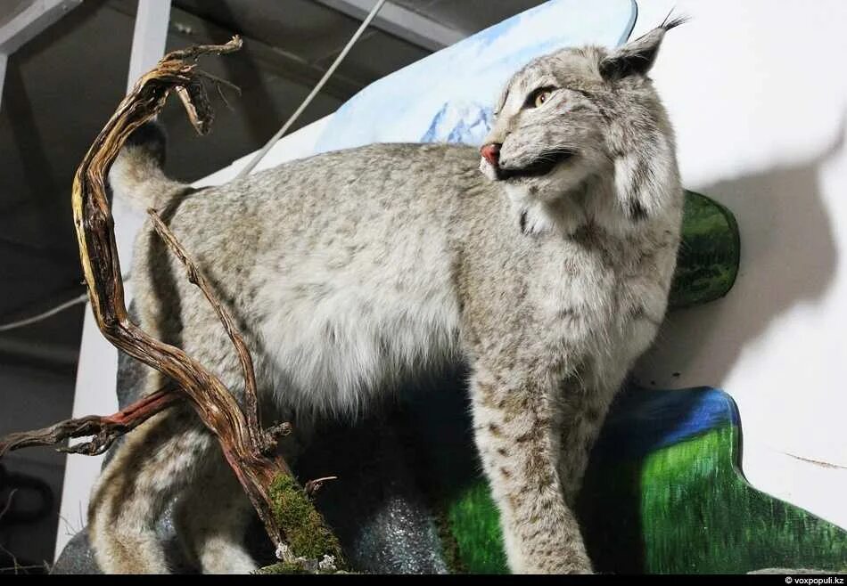 Ржачные чучела животных. Чучело животного как называется. Маттео гарроне таксидермист. Страшные чучела животных. Чучело льва в музее.