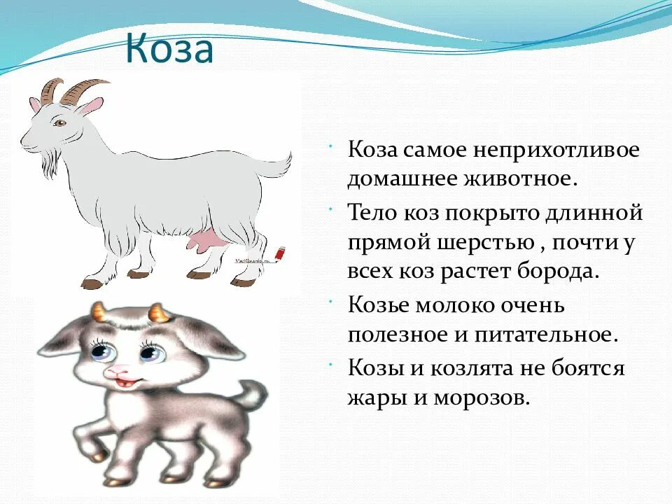 Загадка про козу капусту. Рассказ про козу. Доклад о домашних животных козы. Рассказ про домашнюю козу. Доклад про козу.