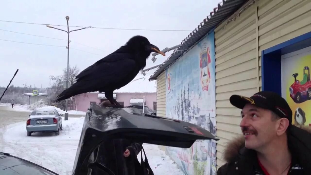 Сбить ворону на машине к чему