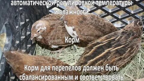 Перепелки условия