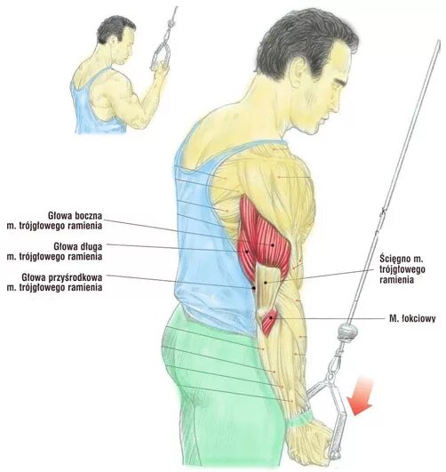 длинные спинные мышцы. поверхностные мышцы спина атлас. функция подвздошно реберной мышцы груди. болит длиннейшая мышца. паравертебральные мышцы спины анатомия.