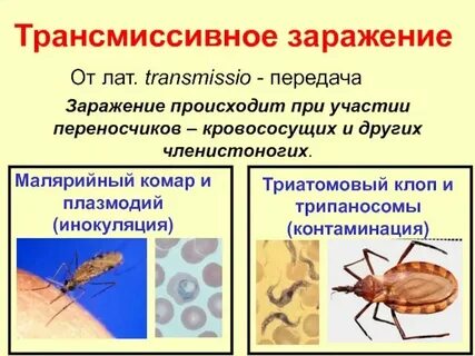 Человек переносчик инфекции