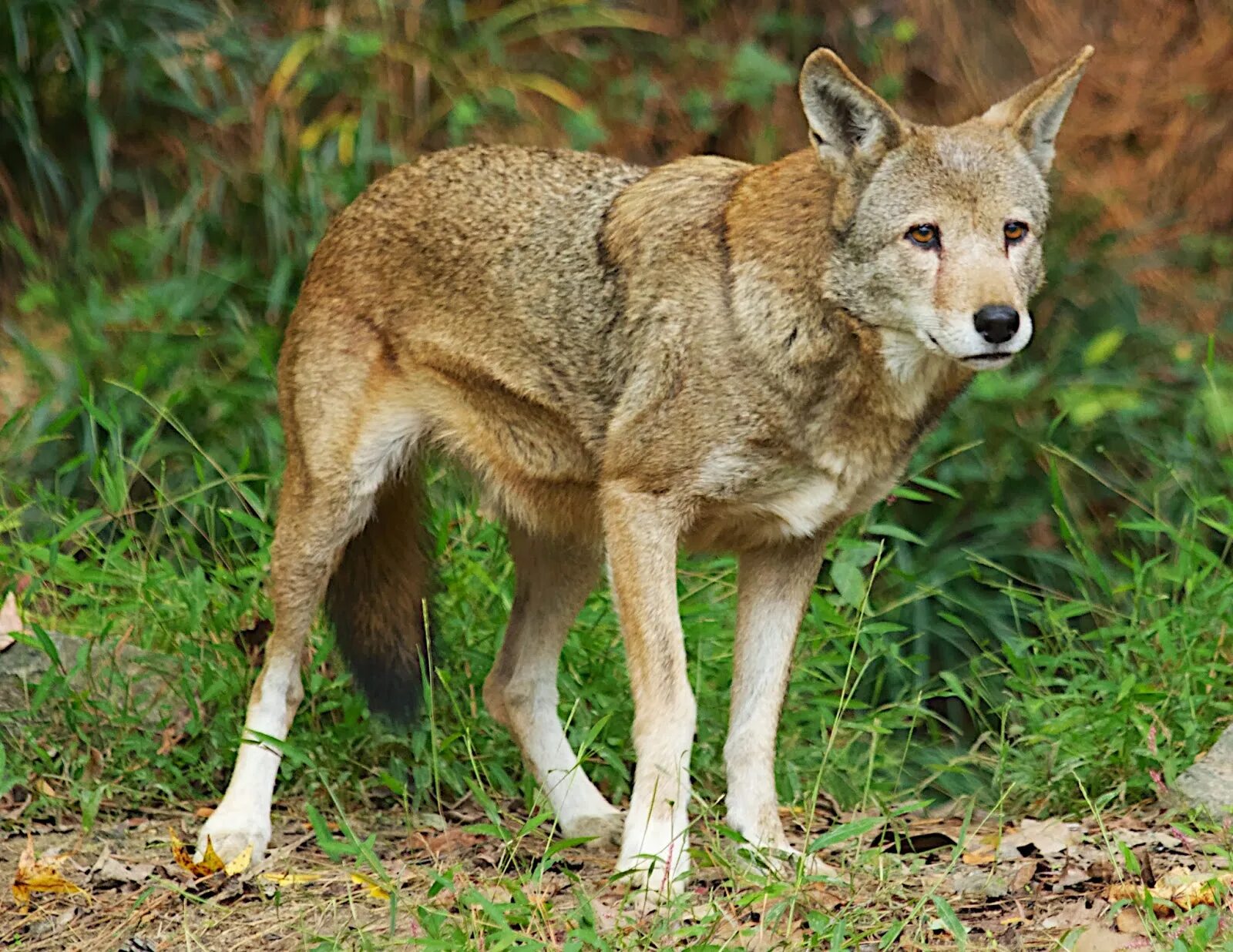 Ред вольф. Флоридский рыжий волк. Рыжий Степной волк. Степной волк Казахстана. Флоридский рыжий волк волки.