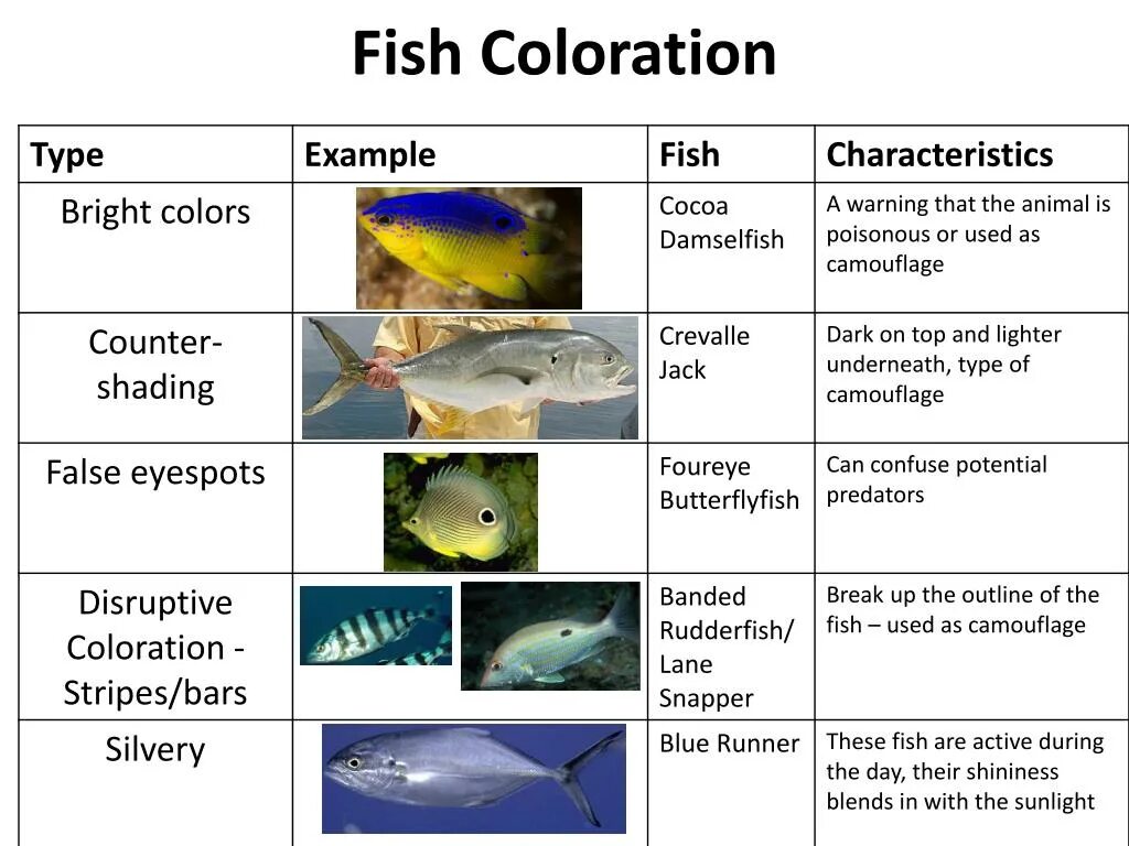 Species of Fishes группа. Распределение рыб по глубинам. Виды рыб на английском. Fish structure.