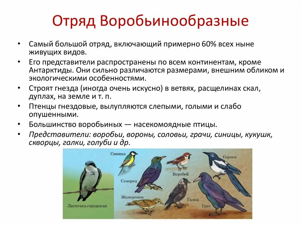 Какие представители у птиц. Отряд птиц Воробьинообразные представители. Отряд Воробьинообразные описание. Воробьинообразные внутреннее строение. Представители воробеобразных.