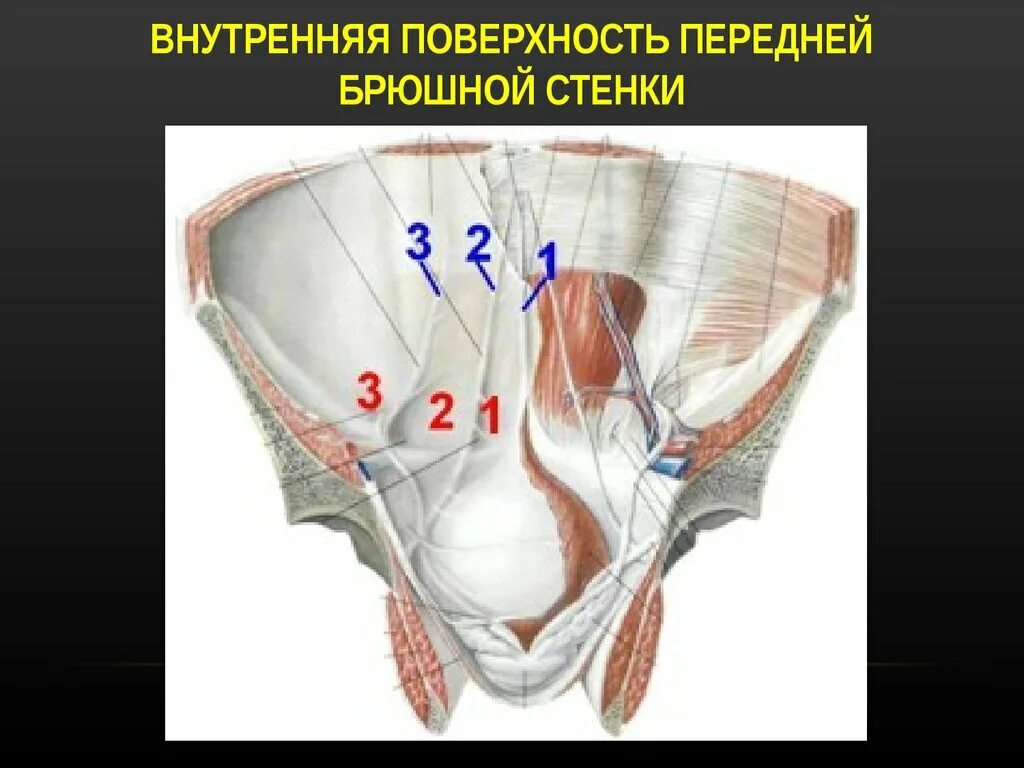 Паховая складка у мужчин. Ямки передней брюшной стенки анатомия. Внутренняя поверхность передней брюшной стенки. Внутренняя стенка живота. Передняя стенка живота изнутри.