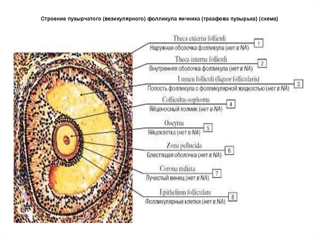 Граафов пузырек строение. Строение фолликула яичника гистология. Строение граффового фалекул. Строение первичного фолликула яичника.