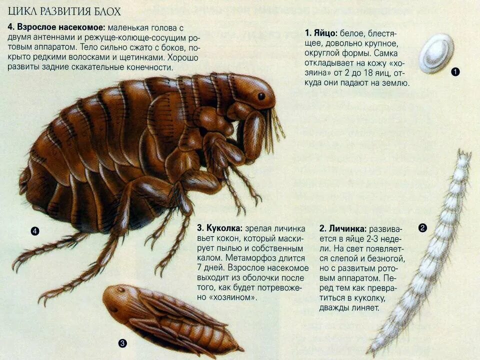Сколько живут блохи. Схема жизненного цикла блох. Жизненный цикл блохи. Цикл развития блохи. Цикл развития блохи человеческой.