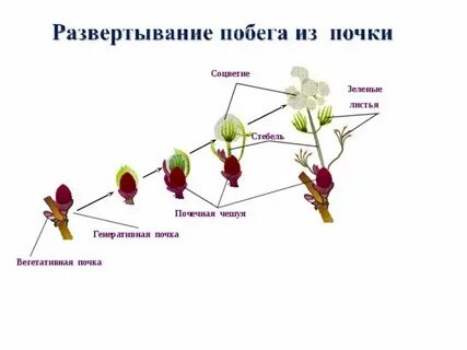 Развертывание первых листьев дата