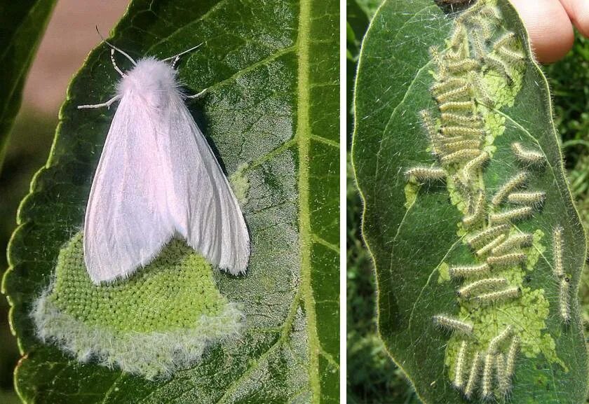 Американская белая бабочка Hyphantria cunea. Американская белая бабочка ВНИИКР. Американская белая бабочка карантинный вредитель. Американская белая бабочка Аленка. Гусеница белой бабочки