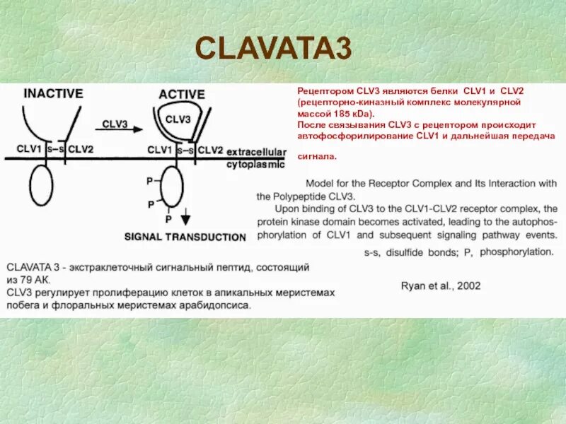 Основная функция рецептора. Схема рецепторов в организме. Основные элементы обонятельного рецептора. Классификация рецепторов зрительные слуховые. Анализ внешних раздражителей происходит в.