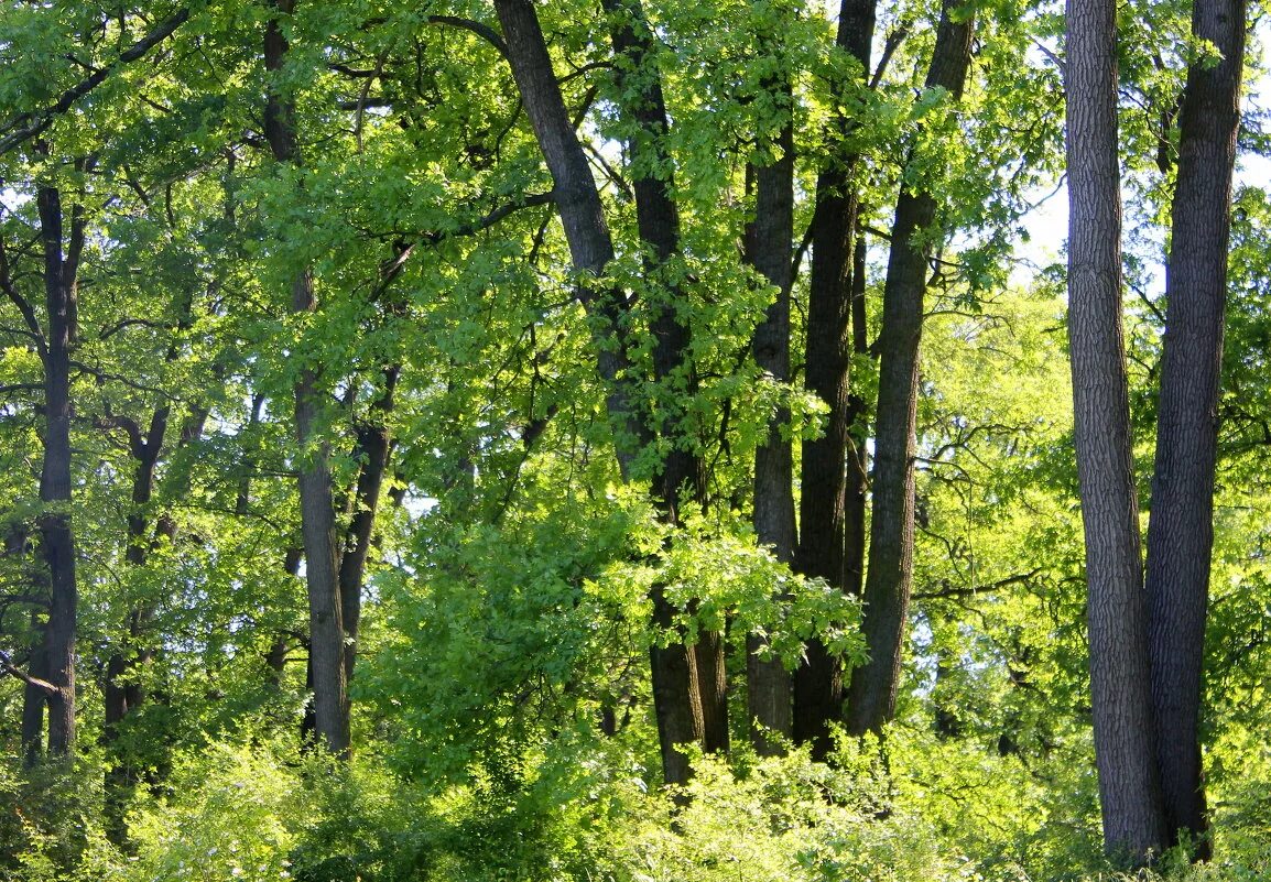 иван шишкин. день дубовой рощи. дубовая роща йошкар-ола. дубрава дубовый лес роща. дубовая роща котельничский район.