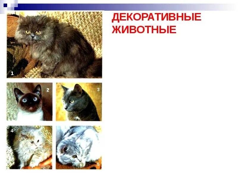 Ратология в Нижнем Новгороде Ветеринар ратолог в ветеринарной клинике ВЕТ-ЭКСПЕР