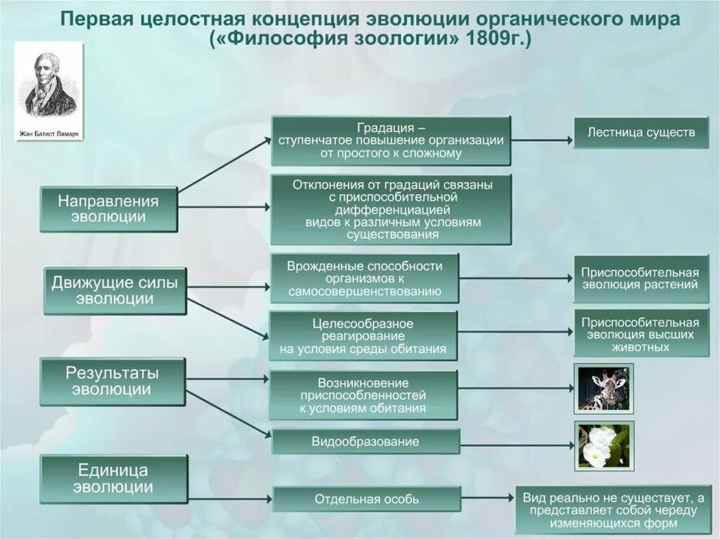 Современные представления об эволюции. Современные эволюционные представления. Эволюция идеи развития