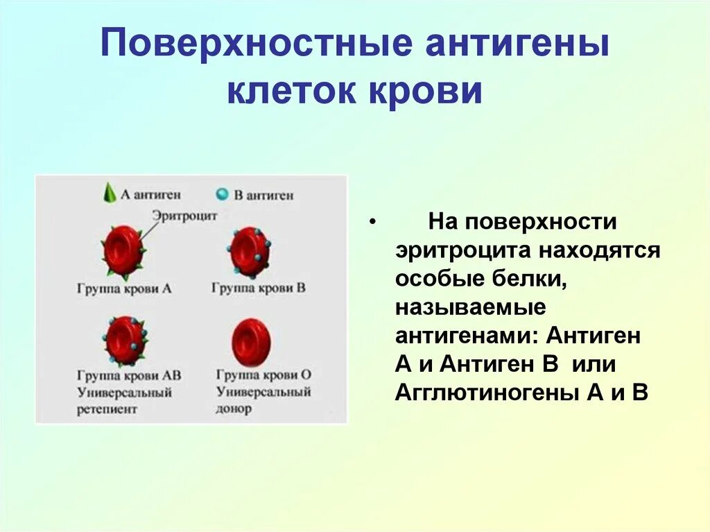 Антигены крови. Поверхностные антигены клеток крови. Антигены на поверхности эритроцитов. Антиген эритроцитов первой группы крови