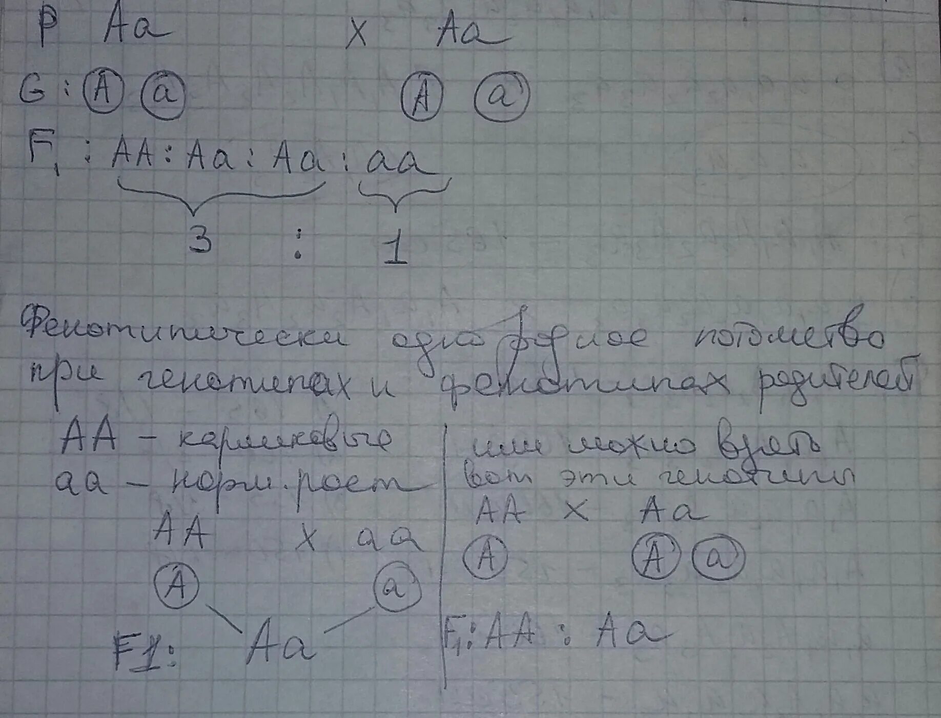 Каковы генотипы исходных особей
