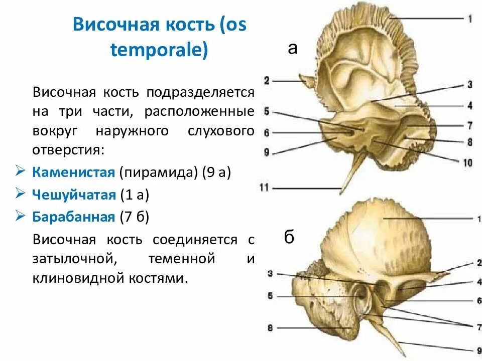 Височная кость анатомия строение. Височная кость анатомия Синельников. Сосцевидный отросток пирамиды височной кости. Строение височной кости черепа анатомия. Изменения височной кости