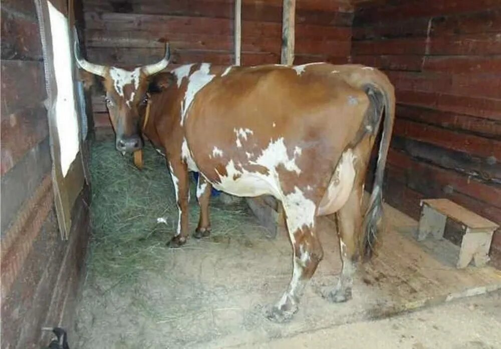 Сарай для коров. Айрширская корова в сарае. Сарай для дойных коров. Коровы айрширской породы в сарае.