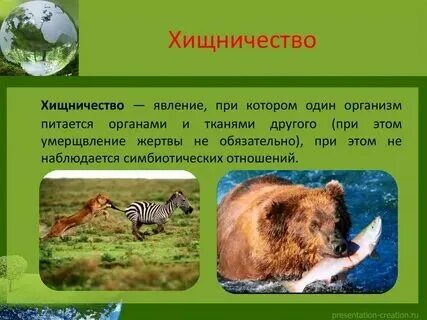 Хищническое отношение