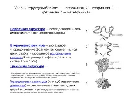 Установите соответствие первичная структура