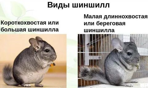Шиншилла характер