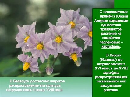 Европейский юг специализируется на выращивании