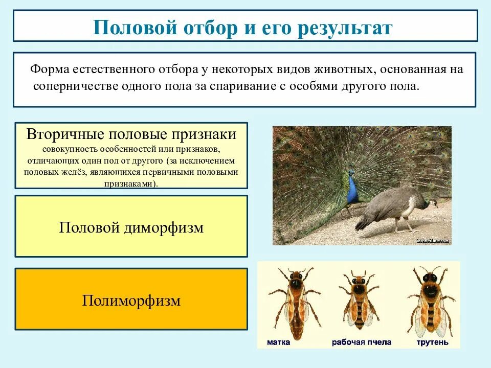 Примеры форм отбора в природе. Форма результат пример естественного отбора. половой отбор результат. таблица форма отбора половой. примеры половой формы отбора.