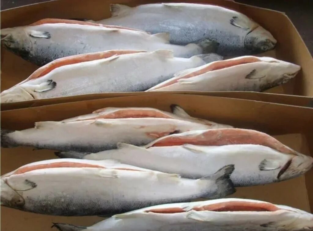 Атлантический лосось семга. Норвежская сёмга салмон. Форель радужная карельская. Лосось чили премиум. Морская форель потрошенная.